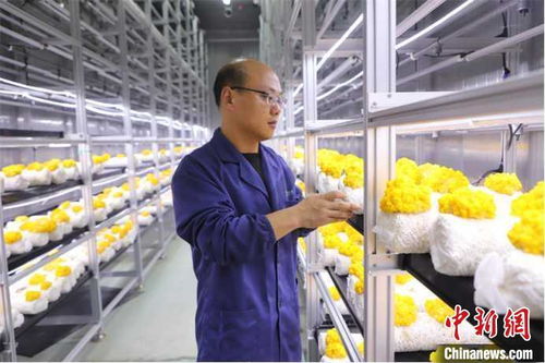 山東多地加快發(fā)展數(shù)字農(nóng)業(yè)，智慧農(nóng)田新模式引領(lǐng)鄉(xiāng)村振興